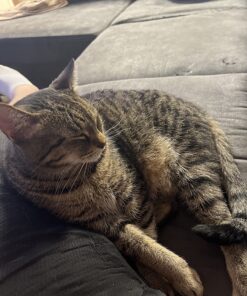 Purina ONE Natural Dry Cat Food, Tender Selects Blend With Real Chicken - 7 lb. Bag 45 81xSKiG2aL