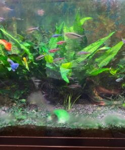 Chemi-Clean - 2 g 2g 57 81xSo04mH1L