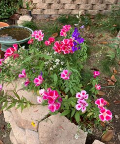 Monarch Butterfly Rescue Wildflower Seed Packet Bulk Open-Pollinated Wildflower, No Fillers, Annuals, Perennials and Milkweed Seeds for Monarch Butterfly1oz 58 81xUOsQLpNL