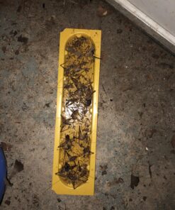 EATON J T 844 4PK Crick/Spid GlueTrap 29 81xbRYDFHHL