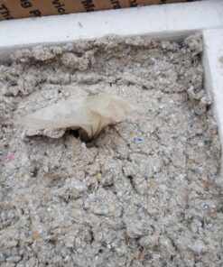 Ramshorn Snails, Algae Eater, Live Snails for Freshwater Aquariums - 1/8 to 1/2 inch (5 Snails) 5 Snails 22 81xp1MI SiL