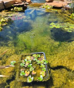 Aquascape 75000 Pond Air 2 (Double Outlet Aeration Kit) 2-Outlet 69 81xrdy8Km6L