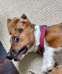 Pet MD - Dog Ear Cleaner Wipes - Otic Cleanser for Dogs to Stop Ear Itching, and Infections with Aloe and Eucalyptus - 100 Count 43 81xsPT53MjL