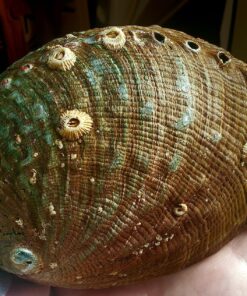 Hand Selected Abalone Shell, 6 Inches or Larger. Perfect for Holding Incense, Trinkets, and More 44 81xu13kXlaL