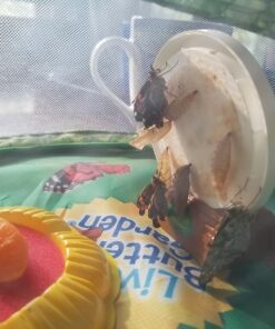 Insect Lore 5 Live Caterpillars Cup of Caterpillars Butterfly Kit Refill - Plus Butterfly Life Cycle Stages Toy Figurines - Shipped Now 59 81y ylJUbQL