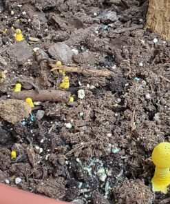 Espoma Organic Potting Soil Mix - All Natural Potting Mix For All Indoor & Outdoor Containers Including Herbs & Vegetables. For Organic Gardening, 8qt. bag. Pack of 1 52 81y1ErfbU3L 1