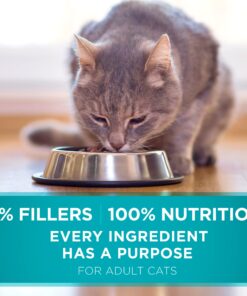 Purina ONE Natural Dry Cat Food, Tender Selects Blend With Real Salmon - 16 lb. Bag 16.00 Pound (Pack of 1) 29 81y4brRVPqL