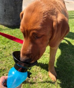 Highwave AutoDogMug Dog Water Bottle BPA-Free Portable Dog Water Bottle | Leak-Proof Portable Dog Water Bottle for Hiking and Traveling | Dish-Washer Safe, 20 oz Blue 30 81y54csPAHL