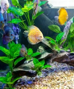 Seachem Discus Buffer 1 Kilo,white 11 81yB7JkGm4L