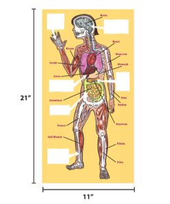 The Magic School Bus:Human Body Lab By Horizon Group USA,Homeschool STEM Kit,Includes Hands-On Educational Manual,Experiment Cards,Plastic Human Skeleton,Data Notebook,Hinge Joint Model & More ,Yellow Human Body 15 81yGRcg9pBL