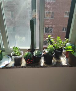 Miracle-Gro Cactus, Palm & Citrus Soil - For Containers , Added Fertilizer Feeds for 6 Months, 8 qt. Potting Mix 34 81yHqrgu6eL