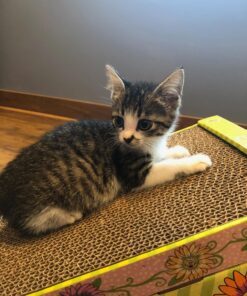 Petmate FAT CAT Big Mama's Scratch 'n Play Ramp Reversible Cardboard Toy 26 81yJzbVuBFL