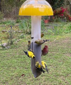 Wagner's 62050 Nyjer Seed Wild Bird Food, 10-Pound Bag 31 81yMSaRppiL