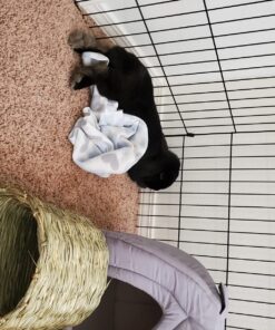 Oxbow Animal Health Timothy Hay Tunnel 31 81yOtFXi6rL