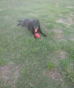 IAMS Adult Minichunks Small Kibble High Protein Dry Dog Food with Real Chicken, 30 lb. Bag,(Packaging may vary) 0 30 Pound (Pack of 1) 47 81yPP4ZOpBL