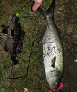 Berkley Gulp! Alive Swimming Mullet Soft Fishing Bait Chartreuse 4in - Pint 4x7 36 81yQMnuJvwL