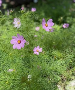 Cosmos Seeds Wildflower Mixture - Bulk Quarter Pound Bag - Over 20,000 Seeds - Pink, Yellow, Orange, Red, Purple and White Mixed Species! 1/4 Pound Bag 26 81ySgJ3Y4EL