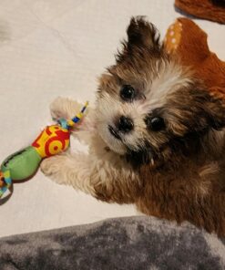 Petstages Mini Dental Chew Starter Pack for Puppies - 3 Pack Mini Chew 3 Pk 30 81ySwFAcZdL