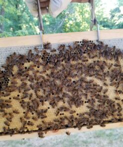 WEICHUAN Beekeeping Frame Gripper, Frame Holder, Frame Lifter Tool - Stainless Steel Beekeeping Equipment Bee Hive Frame Grip Tool Beekeeper Tool 13 81yWnG VncL