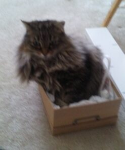 Revival Animal Health Vet Basics Lime Sulfur Dip- Concentrated Solution- for Dogs, Cats & Horses- 16oz 21 81yXIz1TbQL