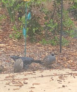 Gray Bunny Ground Bird Feeder Tray, Metal Platform Bird Feeder Dish Size 7 x 7 Inches, Durable Rust Resistant Feeder for Wild Birds, Squirrels, Doves, Cardinals 1 Pack (7x7 inches) 24 81yXsD1VJTL