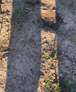 Flowtron Bug Zapper, 1/2 Acre of Outdoor Coverage with Powerful 15W Bulb & 5600V Instant Killing Grid, Electric Insect, Fly & Mosquito Zapper, Made in The USA 29 81ycuFXdBjL