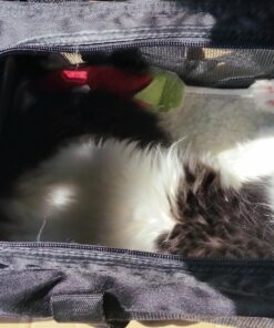 Amazon Basics Soft-Sided Mesh Pet Travel Carrier for Dog, Cat, Medium, 16.5"L x 9.4"W x 9.8"H, Black Without Wheels 56 81ye0XRdbFL