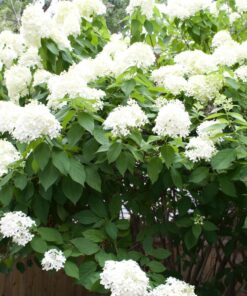 Nikon D3200 24.2 MP CMOS Digital SLR with 18-55mm f/3.5-5.6 Auto Focus-S DX VR NIKKOR Zoom Lens (Black) (OLD MODEL) Black w/ 18-55mm Base 60 81ymMLLKfL