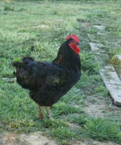 Misto Brushed Aluminum Oil Sprayer, Silver individual 29 81ymlFNQI0L