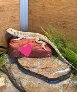 Zoo Med Repticare Rock Heater 1 Count (Pack of 1) 17 81yrcyWFQfL