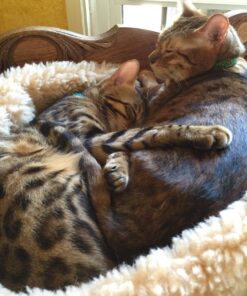 FELIWAY MultiCat Calming Pheromone, 30 Day Refill - 1 Pack 37 81yu8pzv3xL