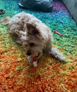 Nylabone Power Chew Double Bone Long Lasting Chew Toy for Dogs Medium - Up to 30 lbs. Medium up to 35 lbs. 43 81yvg6cs7qL