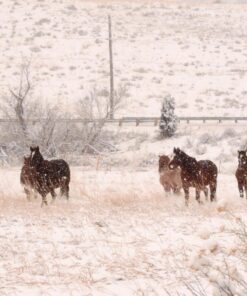 Nikon COOLPIX P900 Digital Camera (Black) 98 81ywDMuu LL