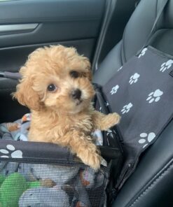 Ultra Absorbent Odor Control Training Pads For Dogs Leak-proof Quick Dry Gel – Extra Large 30 x 28 Pee Pads - Fresh Scented - 50 Count, Pack of 1 XL 30" x 28" - 50 Count, Pack of 1 35 81ywmxcutL