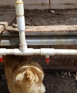 Cruzadel (12 Pack) PVC Tee Fittings For Threaded Poultry Cups Chicken Waterer - Schedule 40 PVC 1/2 inch Slip X 1/2 inch Slip X 1/8 inch FPT 12 35 81yyFBZFXhL