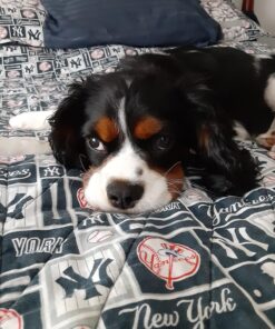 Milk-Bone MaroSnacks Dog Treats, Beef, 40 Ounce All Size Dogs 40 Ounce (Pack of 1) 37 81z M vmhpL