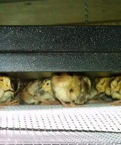 Premier Chick Brooder Heating Plate - 16" x 24" 24 81z iRP6GeL