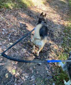 Pet Fit For Life 64" Premium Two Dog Leash: Premium Double Leash for Dogs, Provides Control and Comfort - Durable Foam Rubber Handle, Shock Absorbing Cord - Includes Bonus Collapsible Water Bowl Large 34 81z0KwYKgL