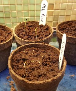 Plant Theatre Bonsai Tree Kit - Indoor Plant Growing Kit w/ 3 Mini Bonsai Seed Packs, 6 Pots, 6 Peat Discs and 6 Propagator Bags - Gardening Gifts for Men, Women and Room Decor - Crafts for Adults 38 81z6DuokZyL