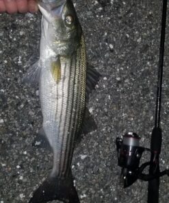 Berkley Gulp! Alive Swimming Mullet Soft Fishing Bait Chartreuse 4in - Pint 4x7 37 81z6NevnVvL