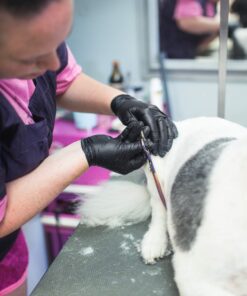 AMMEX Black Nitrile Exam Gloves, Box of 100, 3 Mil, Size Small, Latex Free, Powder Free, Textured, Disposable, Non-Sterile, Food Safe, ABNPF42100BX Small (Pack of 100) 36 81z8zHDrgUL