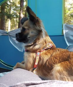 Coleman 8-Person Camping Tent with Built-in Closet | Tenaya Lake Cabin Tent with Fast Pitch Setup 85 81zAdpErydL