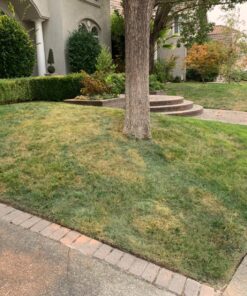 LawnLift 64 ounce Grass Paint factory 2nd with cosmetic blemishes on bottle, seal and label. May include dried paint or other unsightly blemishes on exterior of bottle. 43 81zEo9xgRcL