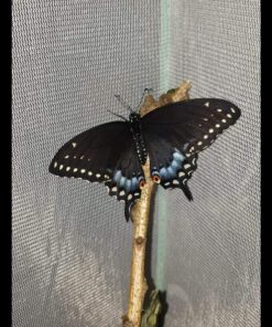 Trasfit Pop-up Insect and Butterfly Habitat Cage Terrarium - 24 Inches Tall 63 81zH9qvqdEL