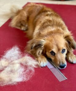 Andis 65730 Stainless-Steel Comb for Knots, Mats & Loose Hair Removal - Effective Dematting Tool, Comfortable, Lightweight, Portable & Safe for Dogs, Cats & Pets – Silver, 7-1/2-Inch 7 1/2" 22 81zK0vOh7iL