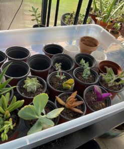 FATPLANTS 10 Living Succulent Cuttings 78 81zK1V3X0IL