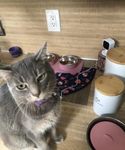 Purina Friskies Wet Cat Food, Shreds With Salmon in Sauce - (24) 5.5 oz. Cans 5.5 Ounce (Pack of 24) 33 81zNJM7OL