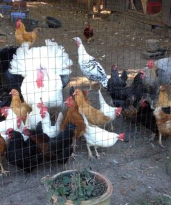 MBTP Bulk Dried Mealworms - Treats for Chickens & Wild Birds (11 Lbs) 19 81zPfZ7yYhL