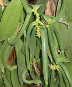 10 Split Extract Grade B Madagascar Bourbon Vanilla Beans 13~15 cm (5~6") by Vanilla Products USA 31 81zQ6BpFEcL 1