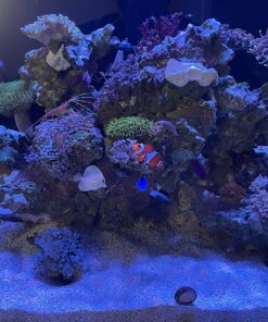 Chemi-Clean - 2 g 2g 67 81zQmrbQ3L